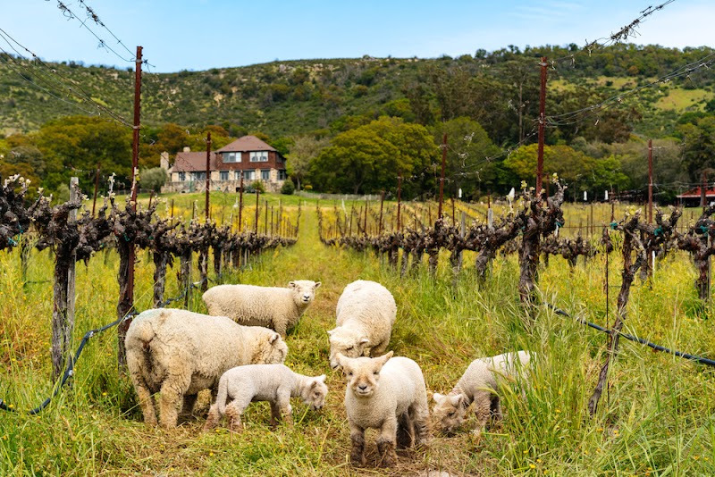 Gundlach Bundschu Winery photo 3