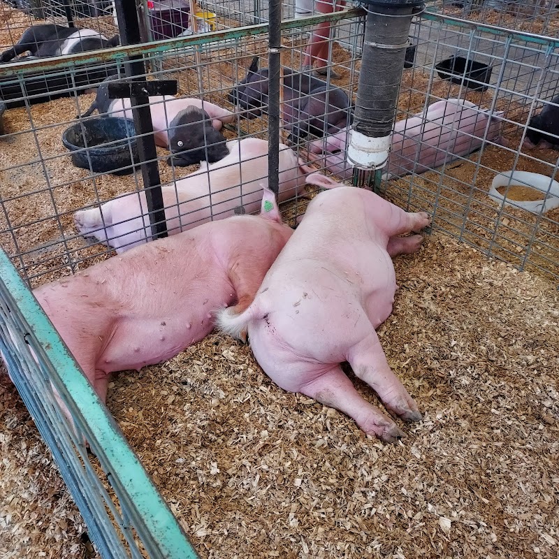 Rockingham County Fair photo 5