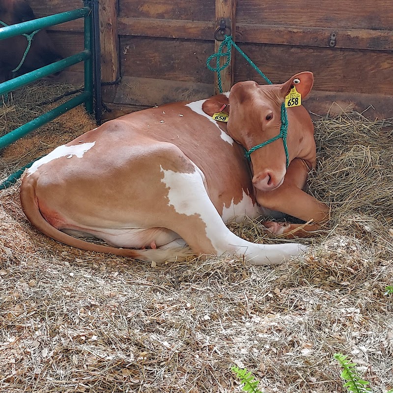 Rockingham County Fair photo 10