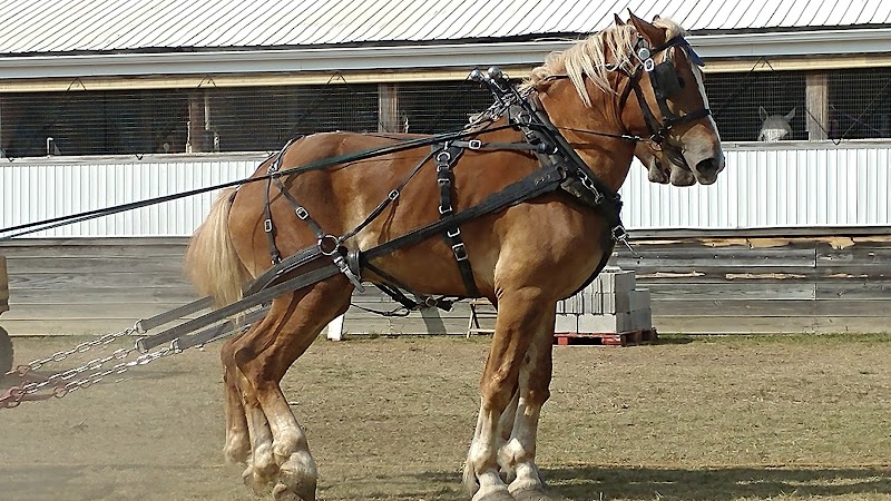 Lorain County Fair photo 2