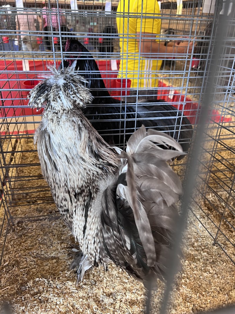 Lorain County Fair photo 5