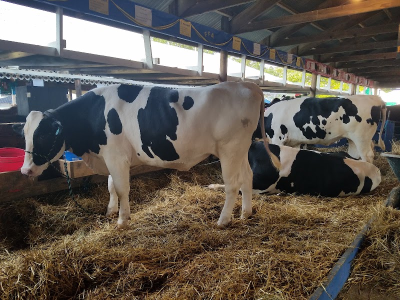 Lorain County Fair photo 7