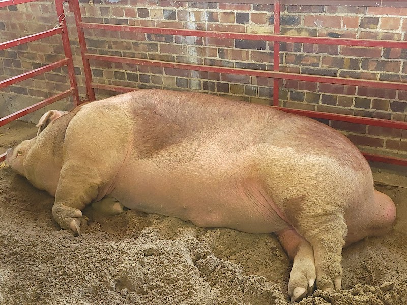 Iowa State Fairgrounds photo 5