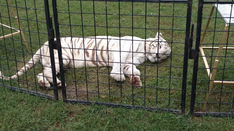 Allegan County Fair photo 4