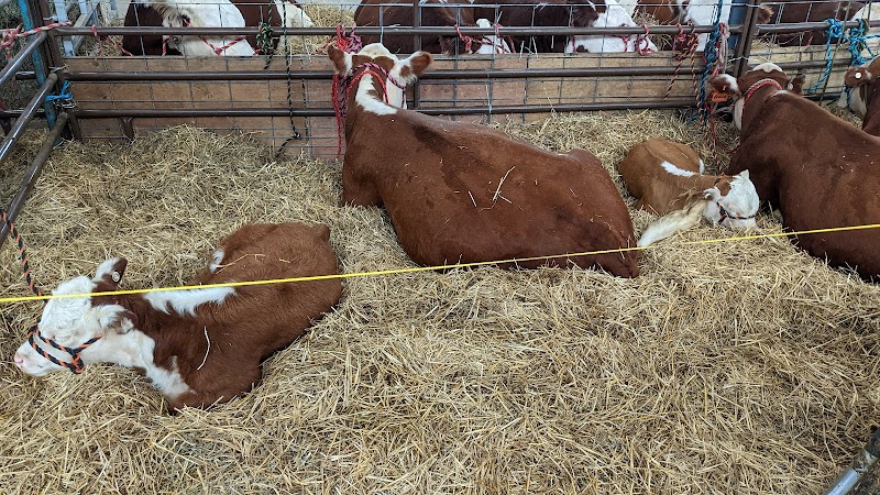 Allegan County Fair photo 7