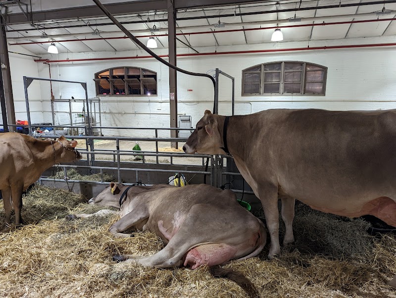 The Great New York State Fair photo 7