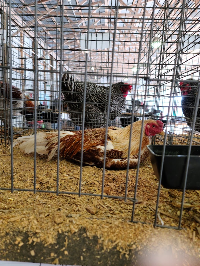 Clay County Fairgrounds photo 5