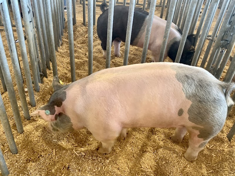Clay County Fairgrounds photo 6