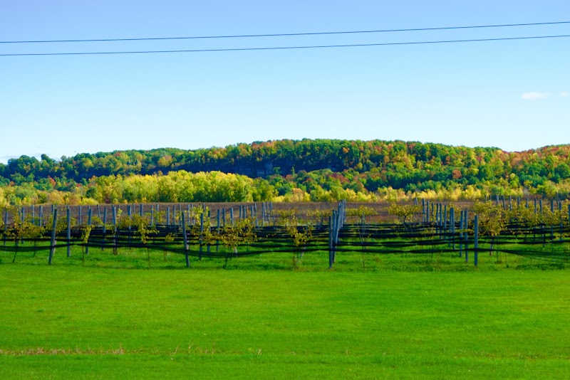 LedgeStone Vineyards photo 6